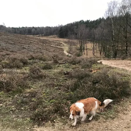 In Veluwe Near Forest Park, Cleaning Included