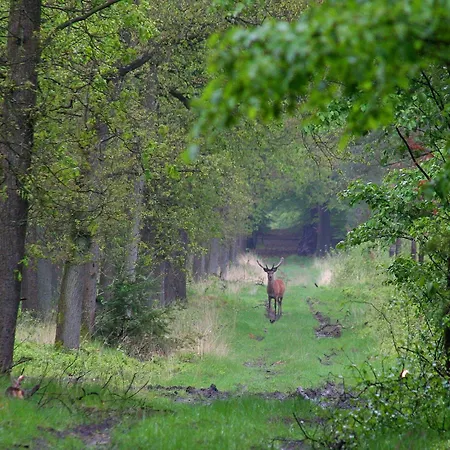 In Veluwe Near Forest Park, Cleaning Included Feriehus